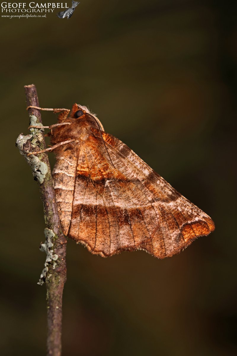 Early Thorn Moth (Selenia dentaria) - North Antrim - March 2024. There are two generations of this species in Ireland. The first appear in March to May, with the second which are usually paler and smaller in summer. #moths #mothsmatter @savebutterflies @UlsterWildlife @BCNI_
