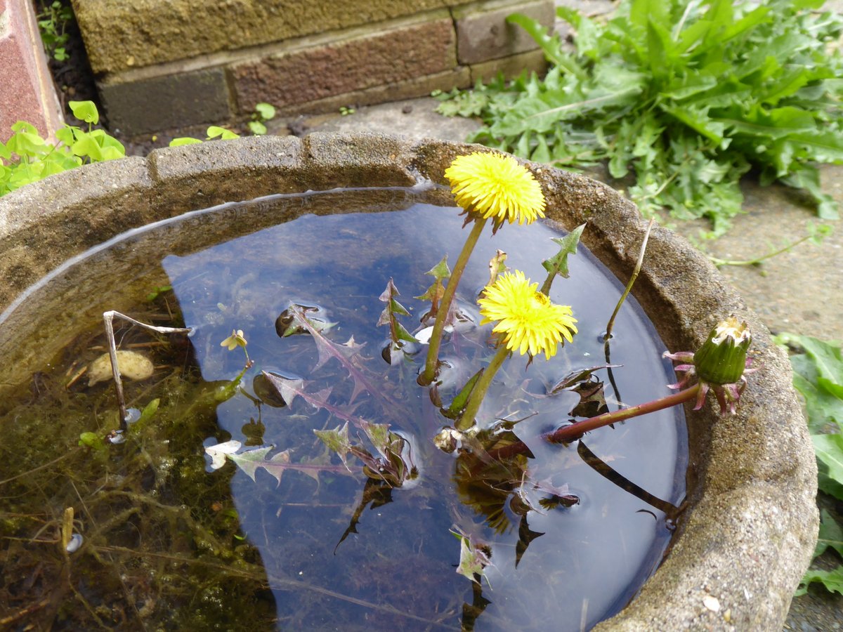 The resilience of the dandelion is no secret, but this magical little ray of golden sunshine has decided to mimic a water lily. Totally waterlogged and thriving. #NationalDandelionDay #LoveNature #BeeKind @DandelionAppre1