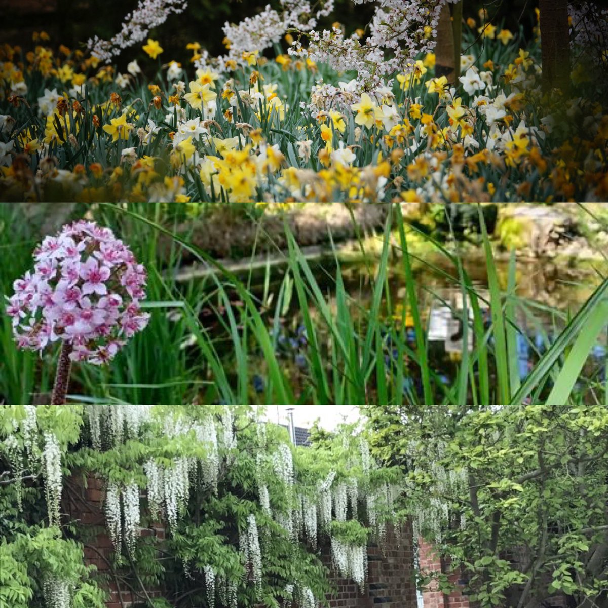 Three fantastic gardens for you to visit this month Sunday, 7th April Stoke Albany House findagarden.ngs.org.uk/garden/8464/st… Sunday, 28th April Tresillian House findagarden.ngs.org.uk/garden/30622/t… and Westbrooke House findagarden.ngs.org.uk/garden/33830/w…