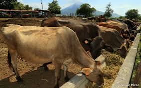 Nicaragua declaró ALERTA SANITARIA y la aplicación de medidas para la prevención, control y erradicación del gusano barrenador del ganado. Se mandata activar el dispositivo nacional de emergencia en sanidad agropecuaria DINESA Fuente: La Gaceta #Nicaragua @VivaNicaragua13