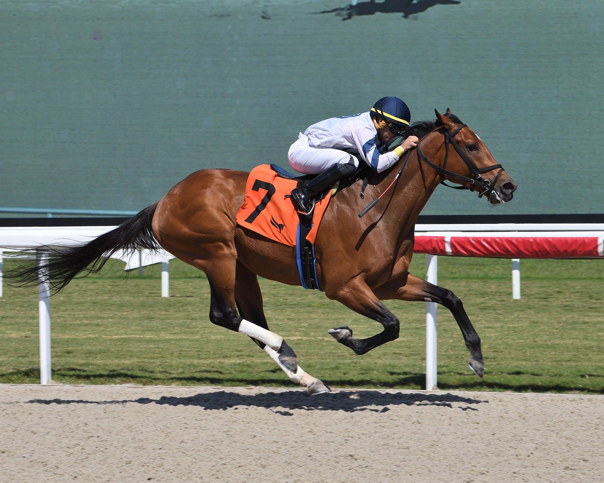 K. C. Chief goes gate to wire in race 5, Edgar Pérez is the winning rider, @juliestormfelt is the winning trainer. #GulfstreamPark #RoyalPalmMeet