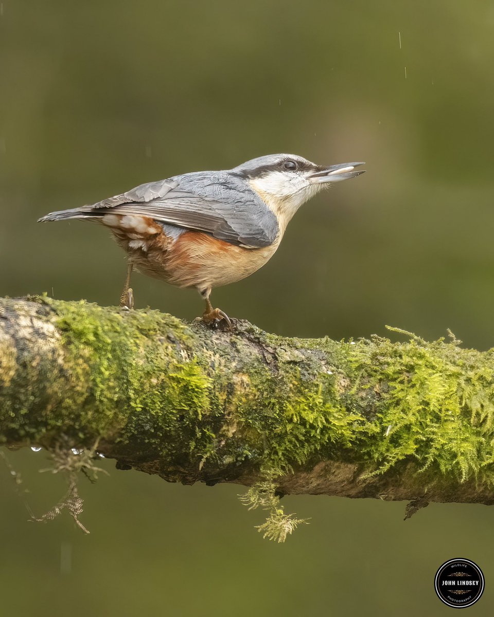 📸 Captured a stunning moment last week during my photography session with the Nikon D850 and Nikkor 200-500 f5.6 ED VR lens! Feast your eyes on this snacking nuthatch in the rain ☔️,showcasing its agile feeding habits. @UKNikon @Natures_Voice @_BTO