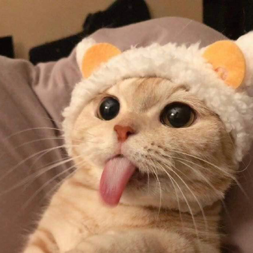 Our main Twitter Account <a href="/TongueCatLuis/">$LUIS 👅🐈</a> has been blocked for a short period time.

This account will be for now the main account for $LUIS .

MIAUUUUU🐈👅