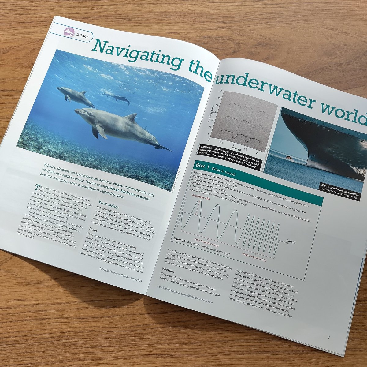 Great end to the week - just received my @HodderEd11to19 Biological Sciences Review magazine, featuring my article on all things cetaceans and sounds! 🐬 🔊