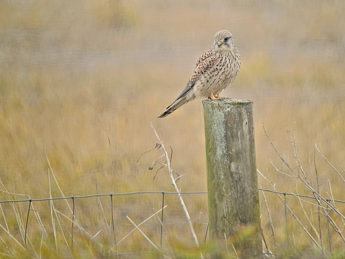 The first Yellow Wag of the year bounded north over #salopobs this morning along with the second Swallow 😍 Meanwhile the garden Kestrel resorted to taking worms from the flooded field #wetwetwet #stormsacoming