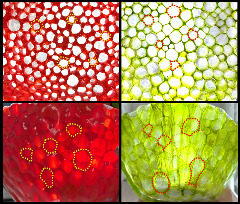 Our Art + Science project on 'Glassy Tissues' was highlighted by @PhysicsMagazine 😀😀check it out: physics.aps.org/articles/v17/55 Thanks @rdberkowitz 😀 Congrats!! @EfreinJenna @DelliSanti_ @GopikaMadhu59 @PrannoySuraneni