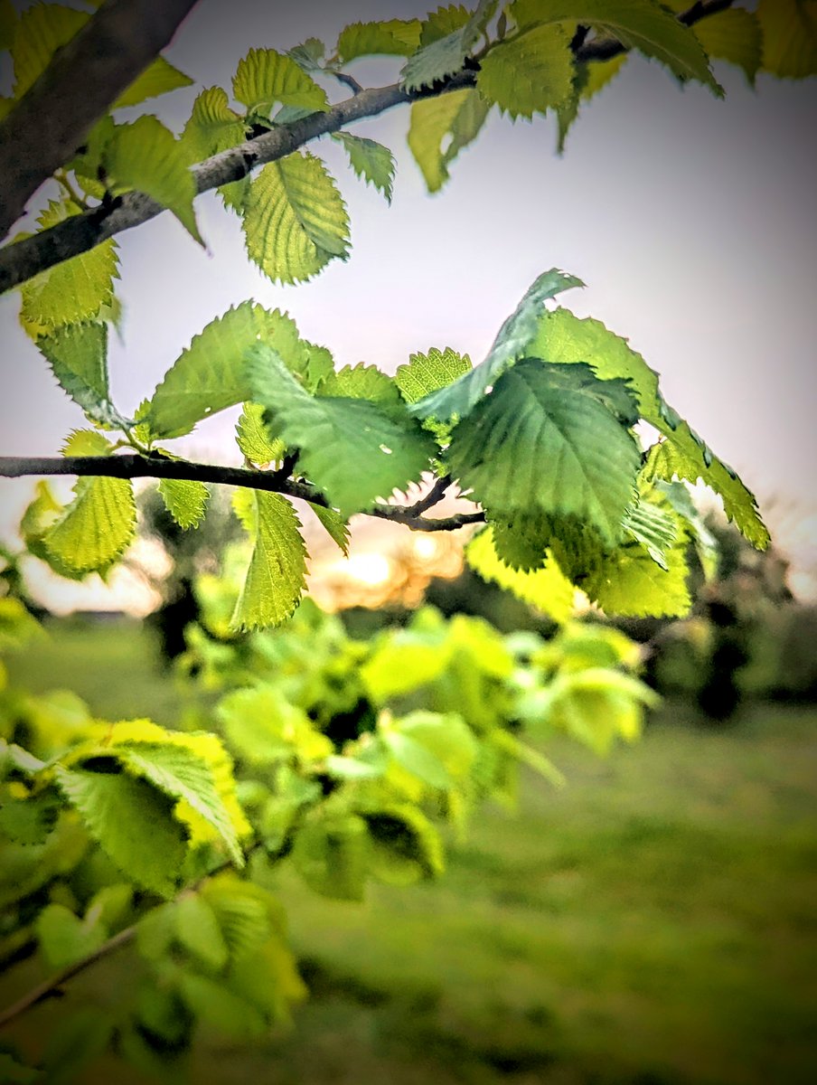 The trees are coming into leaf Like something almost being said; Last year is dead, they seem to say, Begin afresh, afresh, afresh.