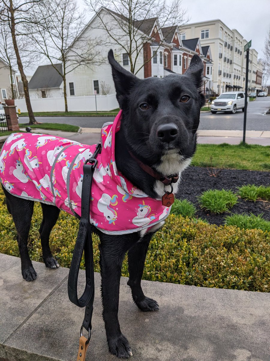 ButtonLeeNJ's tweet photo. @Phil_Sledge #MyGirlMaya isn't a huge fan of the raincoat, but she likes it more than getting toweled off! https://t.co/V4DN9BUEB1