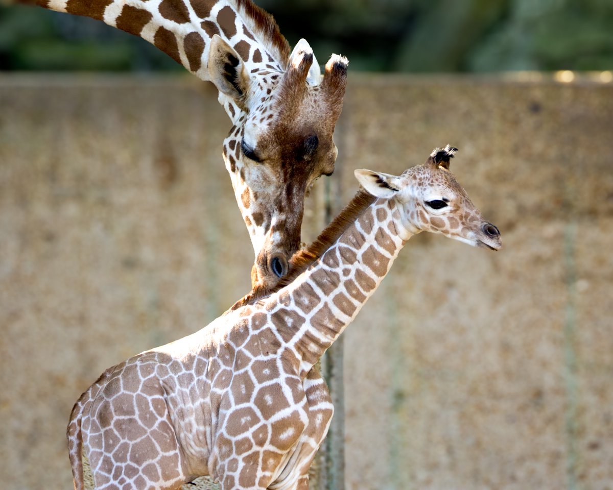 Meet Fitz, Memphis Zoo's newest addition! This 6ft tall, 150-pound reticulated giraffe was born on April 2nd, coincidentally sharing his dad Niklas's birthday. Fitz can be seen on exhibit with mom Wendy this weekend!