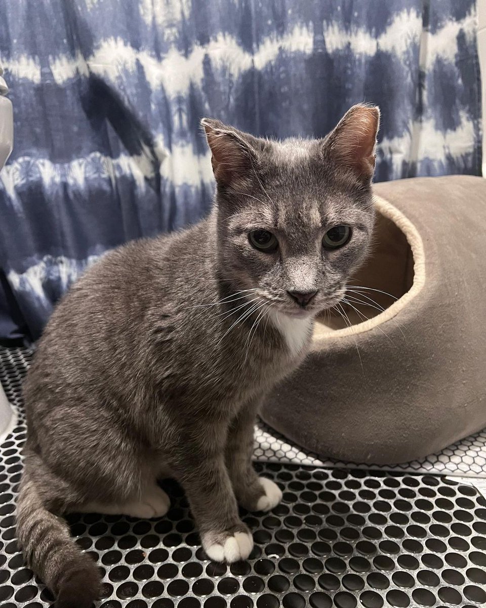 3y4a5w12347807's tweet photo. Wobbles update!

He is doing so good in his new foster home! He loves laying in bed and watching tv with his human! He is ready for his furever! Apply to adopt him

 #savealife #senior #seniorpet #adoptaseniorcat #seniorpetsofig #adoptdontshop #seniorpetsofinstagram #savealife https://t.co/mnsOt3aLc9