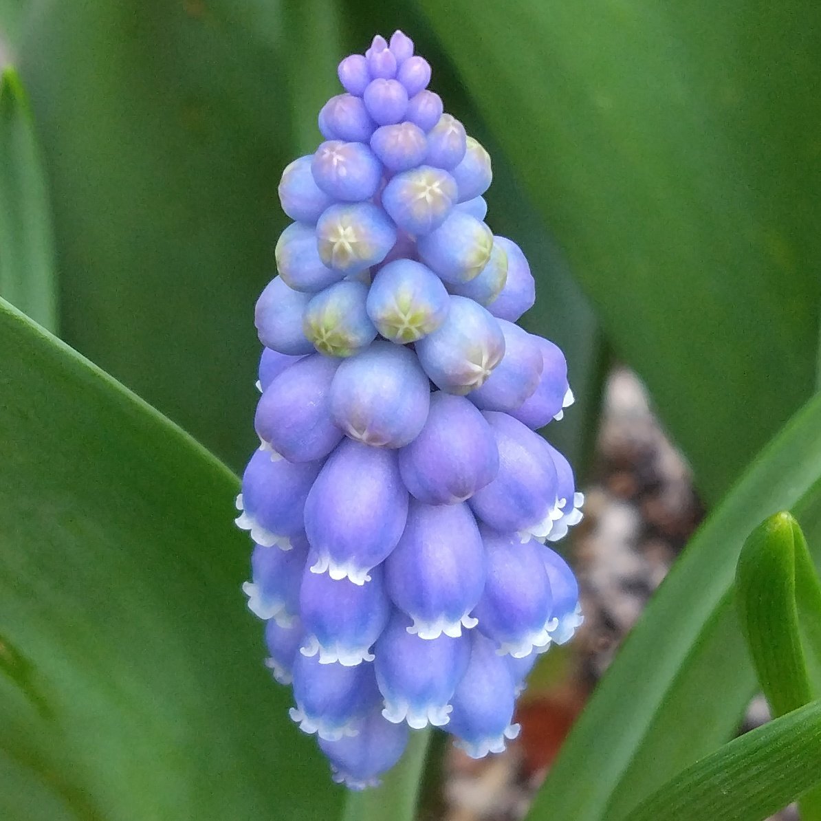 ムスカリるんるん

#ムスカリるんるん　#ムスカリ
#muscari   #grapehyacinth
#Meirinraise