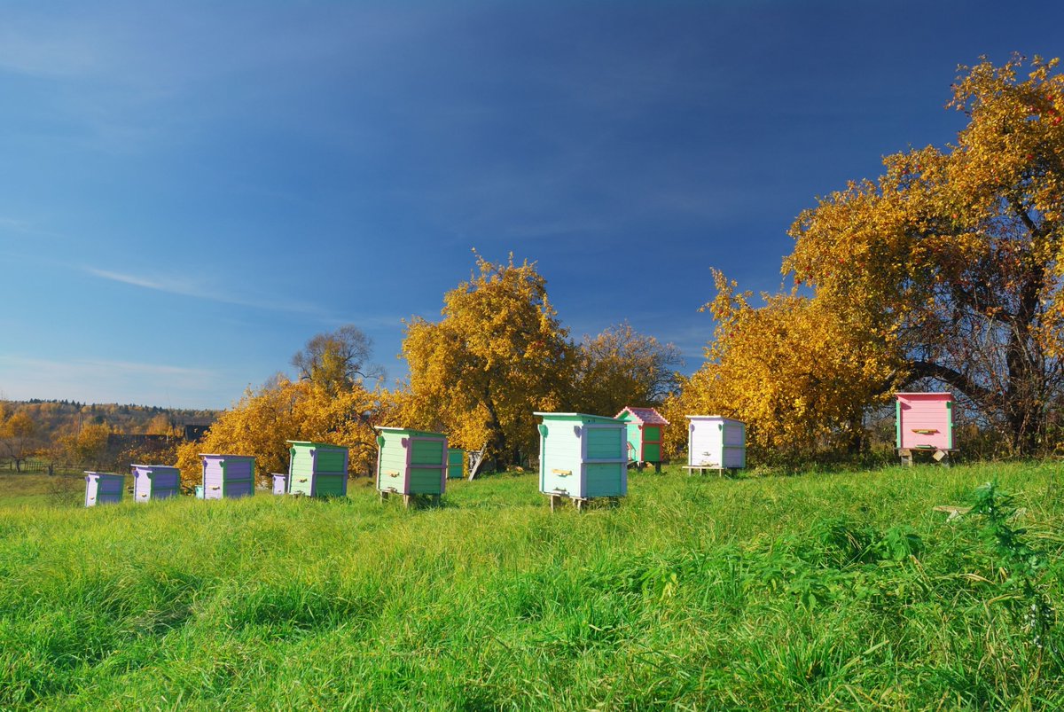 NationalHoney's tweet photo. Happy #NationalNebraskaDay! Check out this #SweetStat: The USDA National Agricultural Statistics Service reports there were 33,000 honey-producing colonies in Nebraska last year & last year’s honey production from producers with five or more colonies equaled 1.58 million pounds. https://t.co/ggfmmI4Mm9
