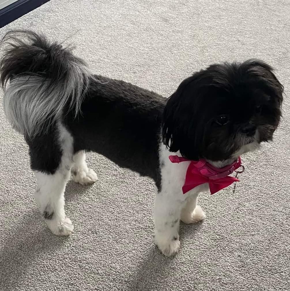 Bonnie has had a much needed groom. Doesn't she look fabulous ❤️

#shihtzuactionrescue #dogrescue #doggrooming #rescueismyfavouritebreed