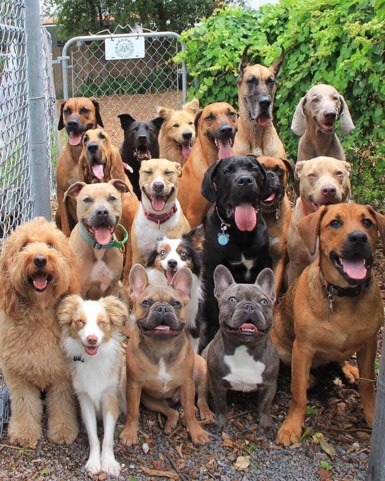 The Dalbo Dog tweet media