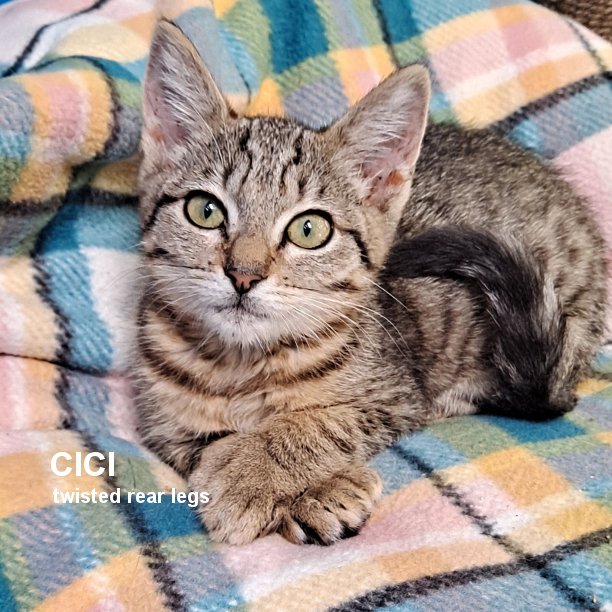 BLACK CAT FRIDAY! This is Raven and CiCi. These kittens are full of energy and love to play, especially with one another. Despite her twisted back legs, CiCI gets around just fine. And Raven’s ataxia doesn’t stop her from doing anything! Please adopt them together. #snapcats