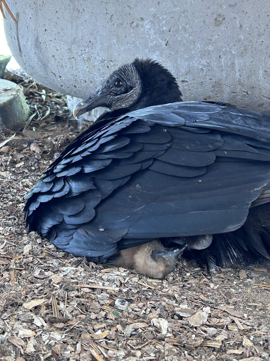Here's a heart-shaped baby vulture face to carry you into the week end. 🖤