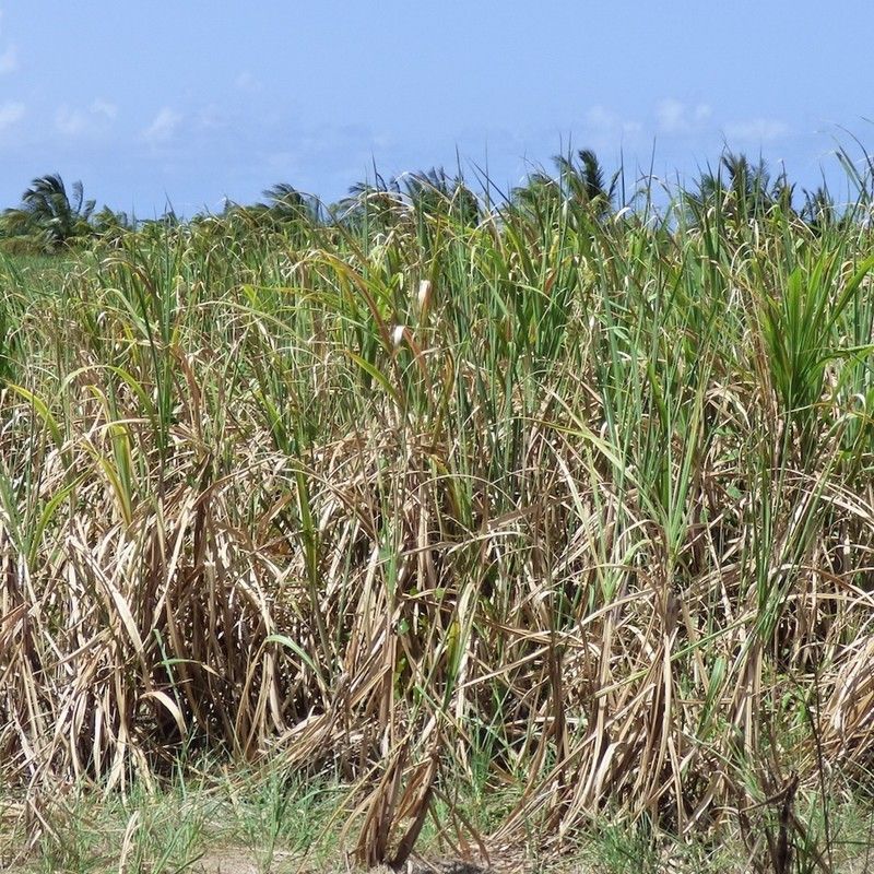 In our latest article, Virginie Boone introduces rhum agricole, a small subset of the rum category. To learn more, begin reading at the link below. bit.ly/gsrhumagricole