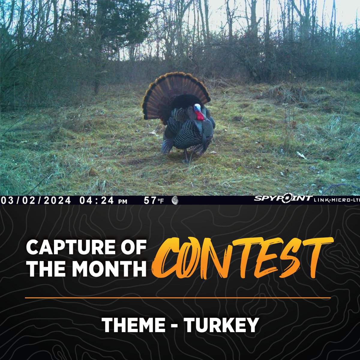 CAPTURE OF THE MONTH CONTEST! To Enter: Find this post on Facebook and share your best turkey capture during the month of April in the comments. The one with the most likes by the end of the month will win a special prize!