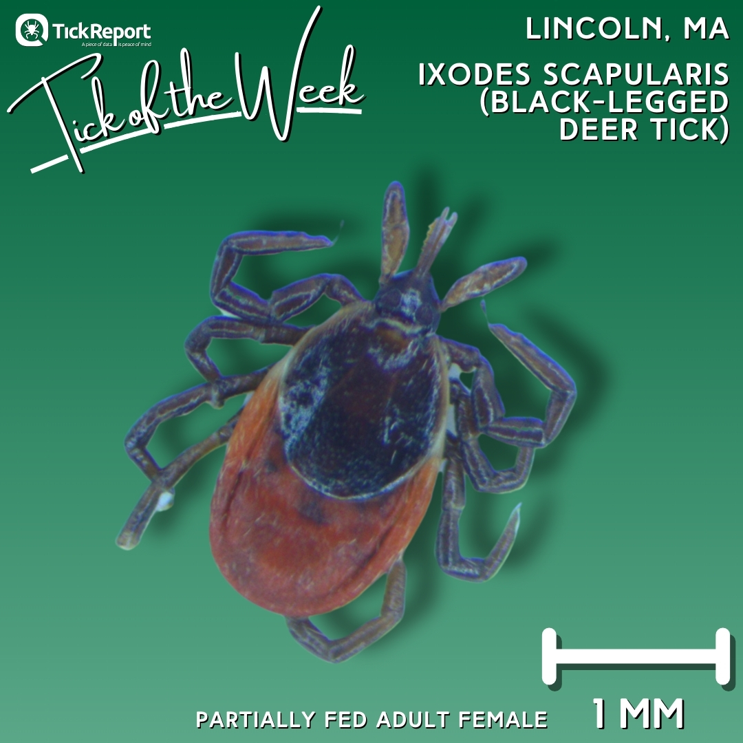 'Black-legged deer tick' from Middlesex County, MA. Tested positive for #Powassan virus (type 2, DTV), Borrelia burgdorferi (#Lyme disease), and Anaplasma phagocytophilum (#anaplasmosis).