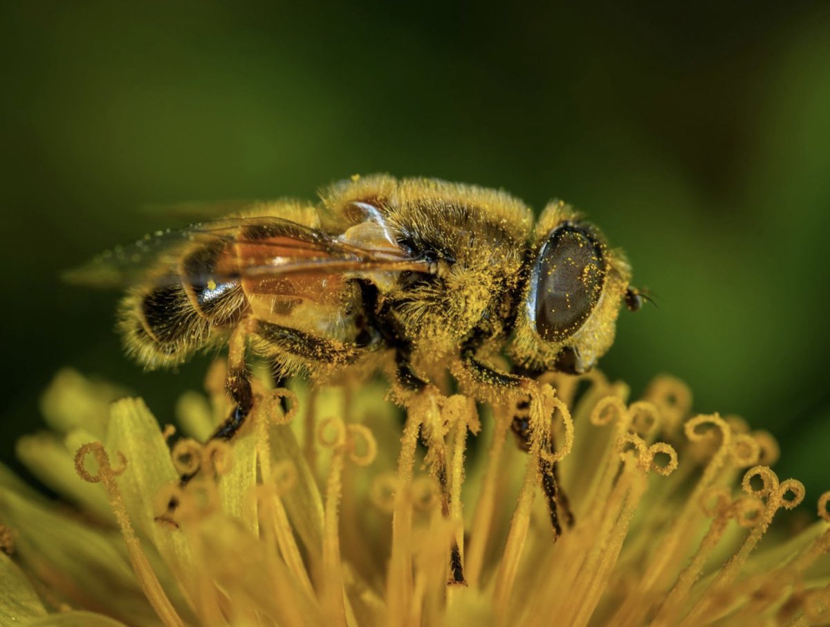 Read today's article by Joan Baron about the importance of Bees at the link below🐝: greenlivingmag.com/spreading-the-… #bees #pollen #ecosystem #honeybees #honey #agriculture #beekeeping #greenliving