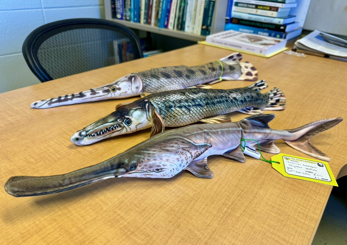 PADDLEFISH by @palaeoplushies gets to join my other long-snouted friends in my office @TheGarLab!