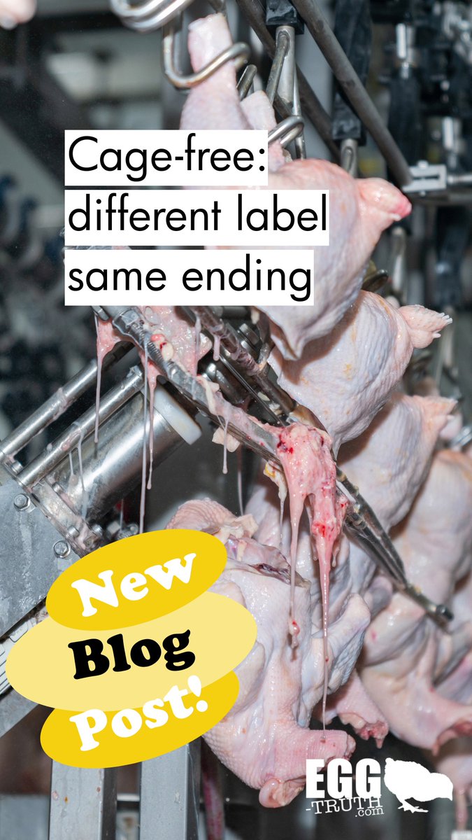 The cage-free movement: while hailed as progress, it inadvertently perpetuates systemic issues within the egg industry. Learn more 👉 egg-truth.com/egg-blog/cagef… #eggtruth #cagefree #eggs