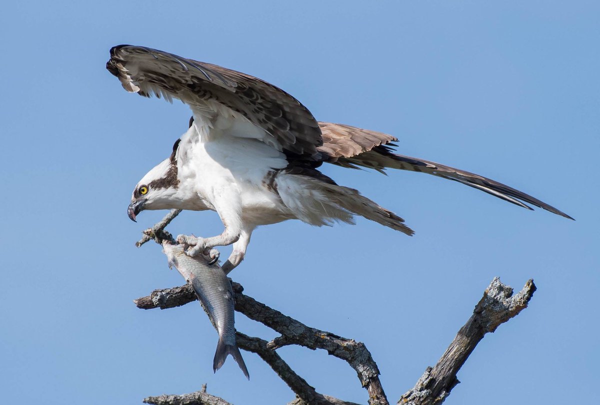 USFWSBirds's tweet photo. It's #WorldOspreyWeek (WOW) & we are (un)officially declaring today the start of #FierceRaptorFriday🦅Sorry fierce fish, ospreys (aka #seahawks) have special traits in their feet that allow them to keep fish from slipping out of their grasp! #MigratoryBirds 📷Bill Shreve/ USFWS https://t.co/ZrKdQCr7MU