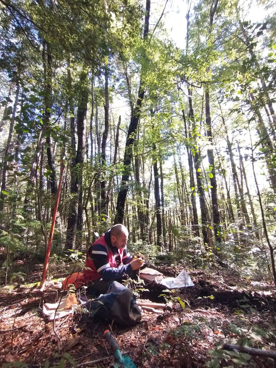 🔶 El Inventario Forestal Nacional (IFN) que ejecuta #INFOR se encuentra realizando una nueva campaña de levantamiento de datos biofísicos, en la región de la #Araucanía para contar con información que permita conocer el estado y condición de los ecosistemas forestales de Chile.