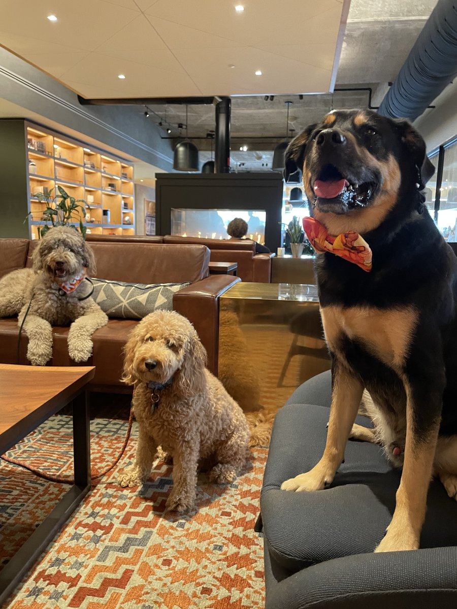 CanopyBaltimore's tweet photo. 🐾 Our paw-some hotel lobby companions Smitty @smittythepup with his friends Reed @aneedforreed 🐾

Photo by | @bmore_wanderer https://t.co/wL9EVgyH5e