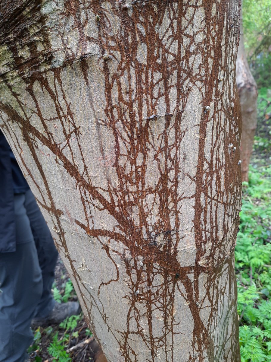 Snail trails! The damp weather brought out the patterns made by hundreds of tiny White-lipped Snails travelling the mollusc superhighway on this tree ☺ There's at least 10 tiny snails in this photo - none of which I saw when I was taking the picture.