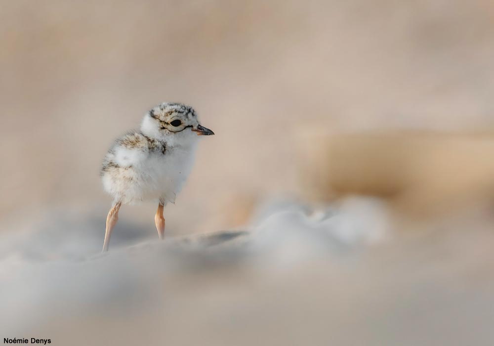 33ème Festival de l'Oiseau et de la Nature en baie de Somme du 20 au 28 avril 2024 ➡️ Cliquez sur ce lien pour en savoir plus : ornithomedia.com/agenda/33eme-f… #oiseaux #birds #ornithologie @FestivalOiseau @baiedesommeorg @SommeTourisme