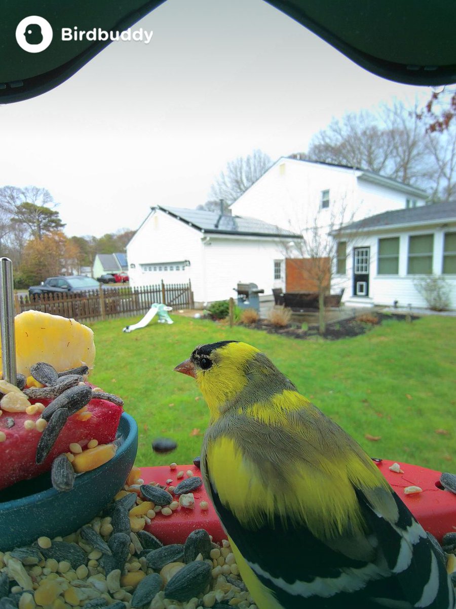 zachattack0917's tweet image. #birdbuddy