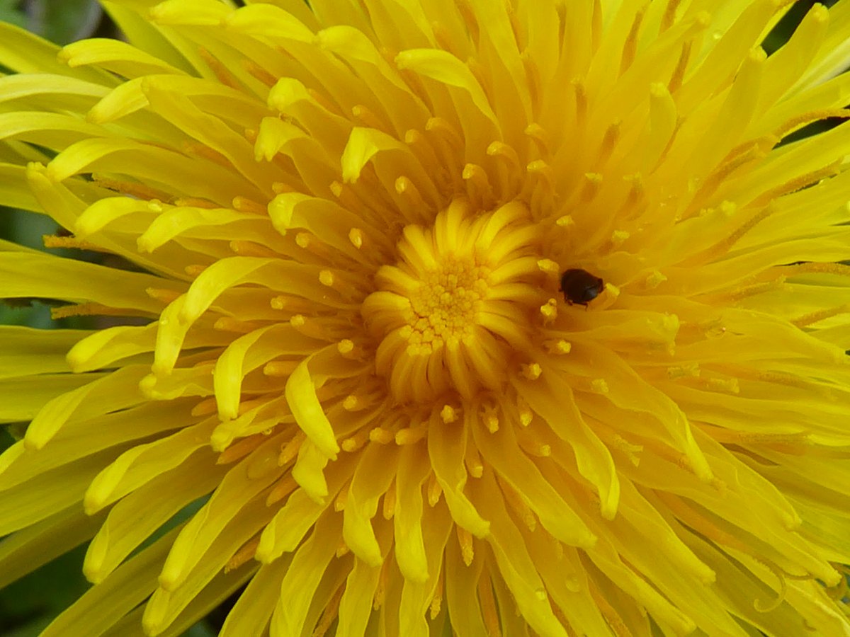 Botanical sunshine. Dandelion #NationalDandelionDay #LoveNature @DandelionAppre1