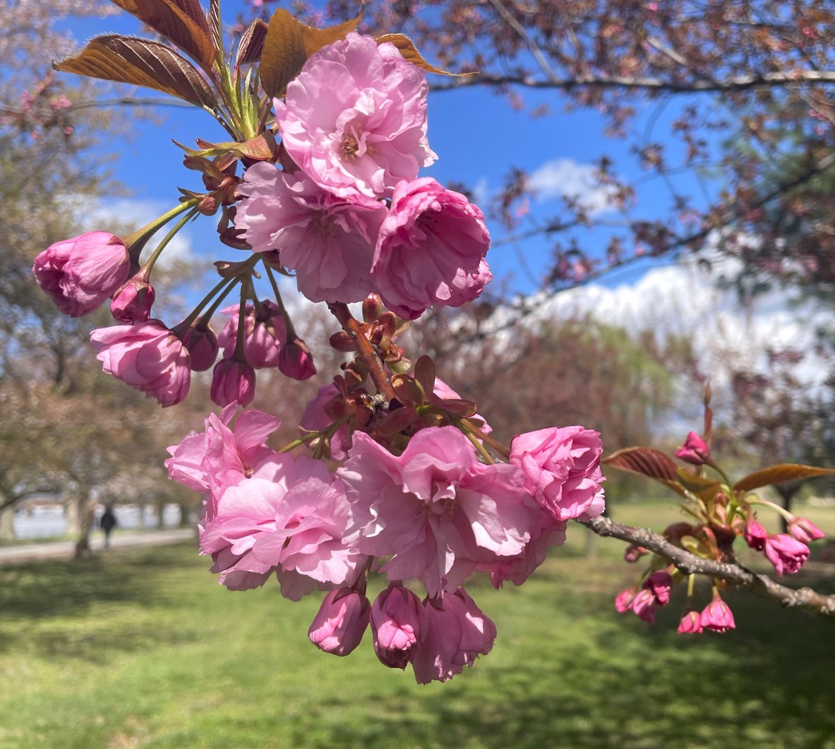 This year's #cherryblossom story isn't quite over. The Kwanzan variety of cherry trees are coming into bloom now. Dozens of these gorgeous trees planted together on the Potomac side of the Hains Point loop will offer a breathtaking bright pink display over the next week. 🌸🌸🌸