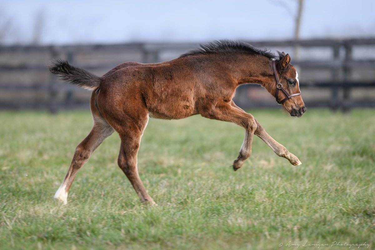 Love this filly by @winstarfarm stallion Constitution out of Sarjenalli (Tiznow), a half-sister to LwG2p SKIPALUTE, from the family of Champion 2yo filly FOLKLORE. #NatalmaBloodstock #FoalFriday