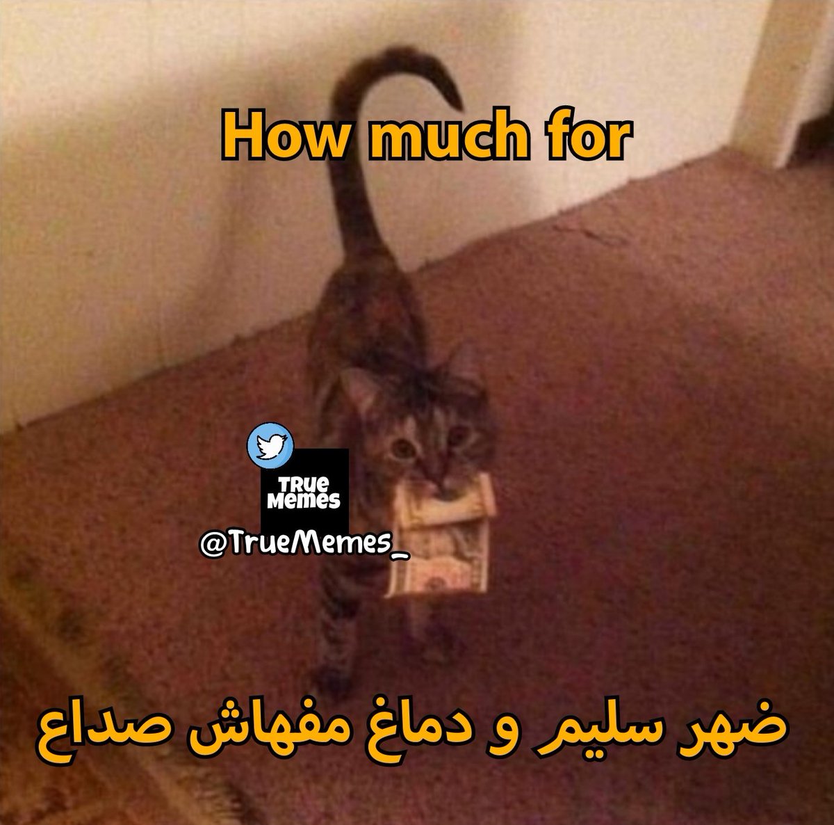 True Memes (@truememes_) on Twitter photo 