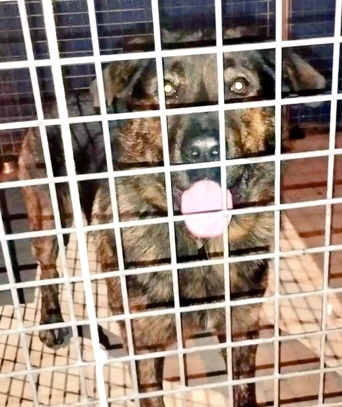 2 gossos trobats: #CanetdeMar (clar) i #PinedadeMar (pèl fosc). Cap d'ells amb microxip, si coneixes la seva família &gt; 93 797 42 72 #xarxabarcelonatrobats #gràcies #maresme