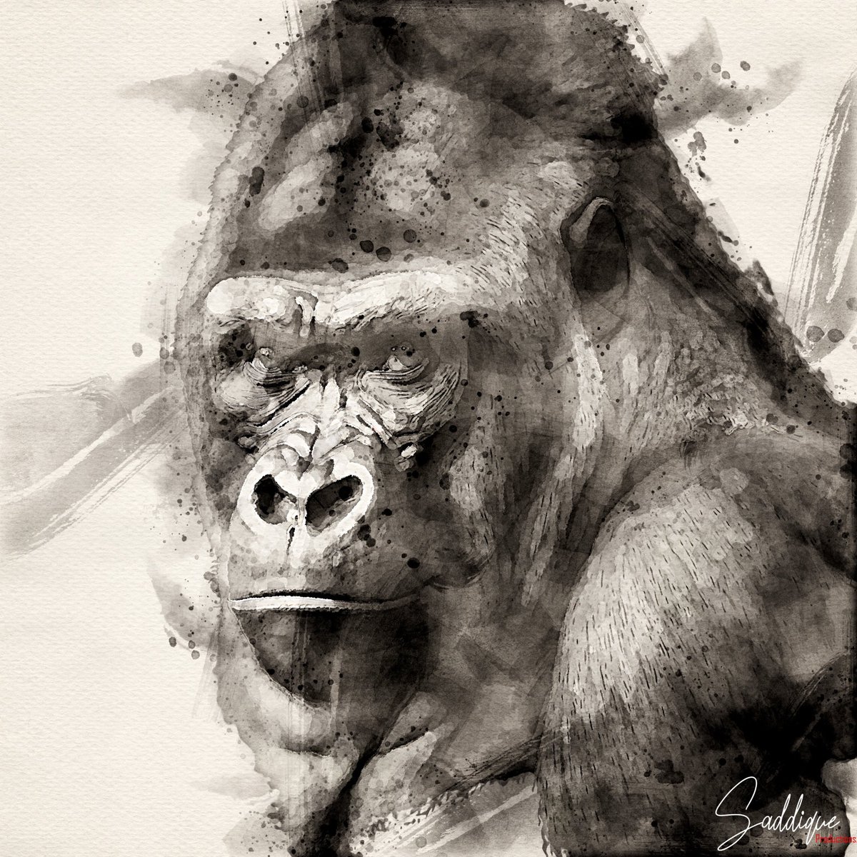 SaddiqueProduc1's tweet photo. Another great photo of a Silverback Gorilla for a wall art in digital water colour. #silverback #planetoftheapes #saddiqueproductions #forsale https://t.co/XQnM3u7HYZ