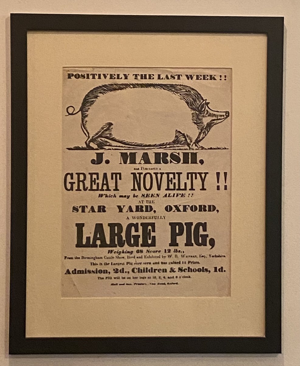 Love this picture which hangs in @TheroyaloakSF and sadly not in my house 😩 Apparently “the largest pig ever seen and gained 11 prizes”, presumably before it got roasted!