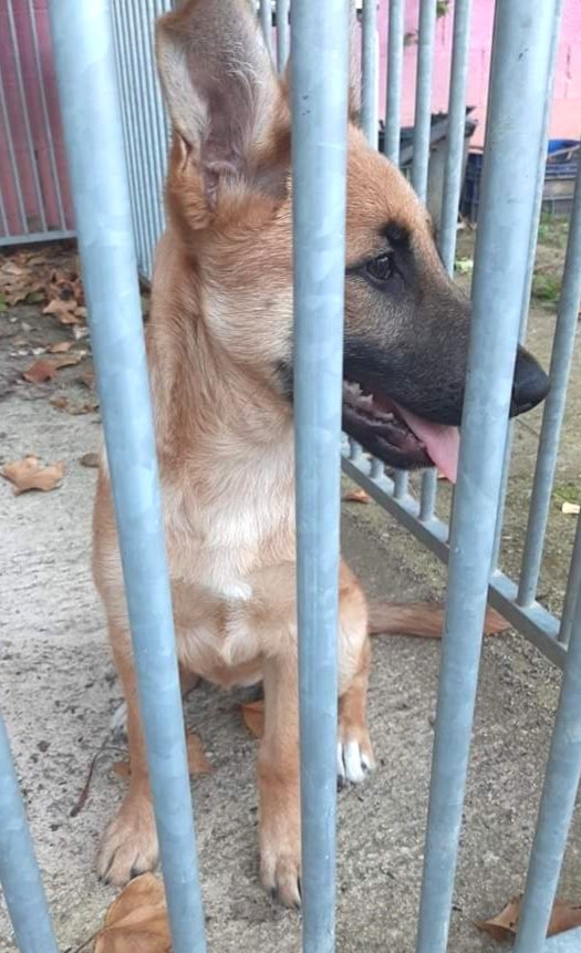 Gosseta trobada a #Palafolls (barri St. Lluís). No porta microxip, si la coneixes &gt; #PoliciaLocal 608 740 404
#Protectora de #Palafolls - 665 728 400