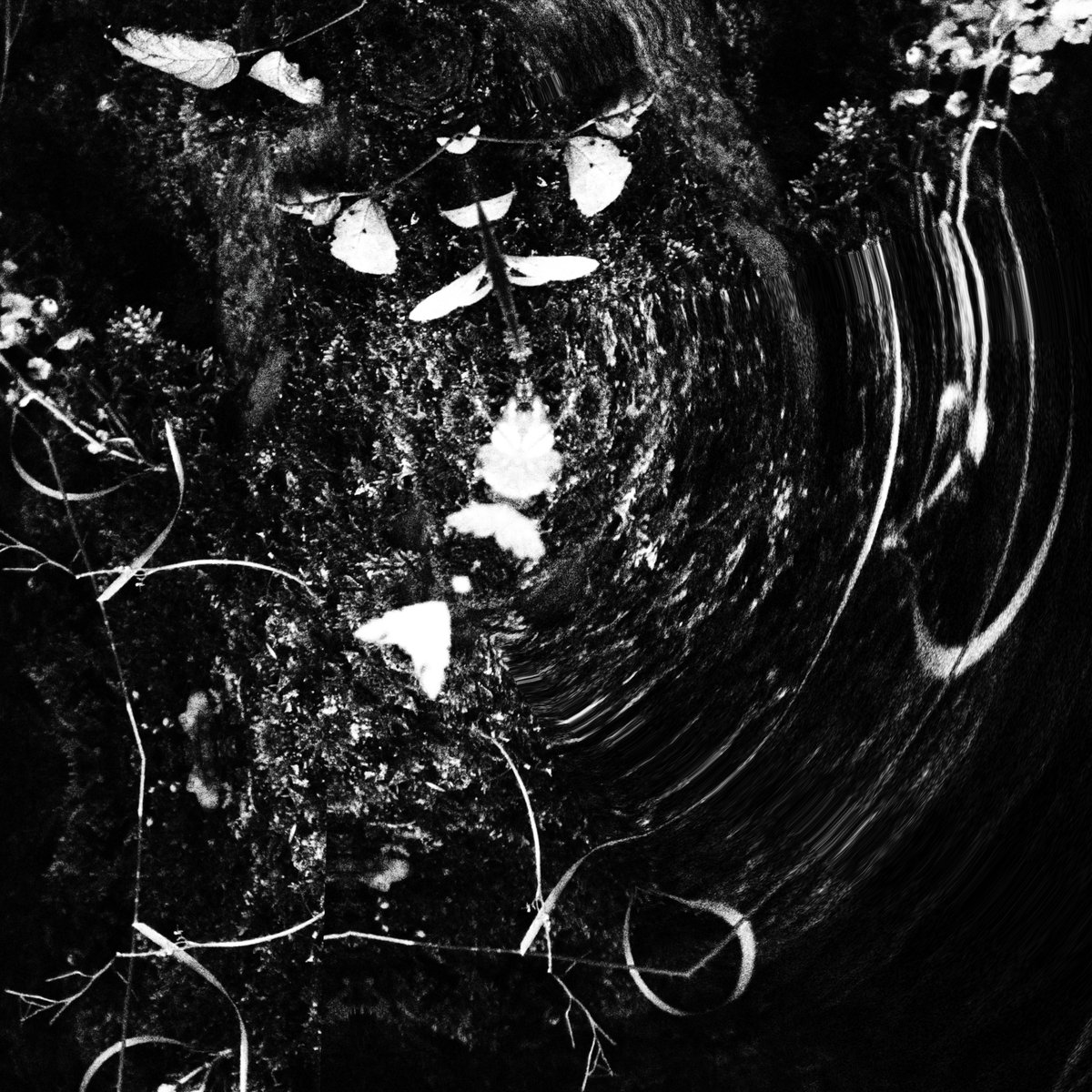 stdio_pike's tweet photo. Beleaver
#leaves #kaleidoscope #cgi #creativecode #blender https://t.co/ZdbpuXoeCN