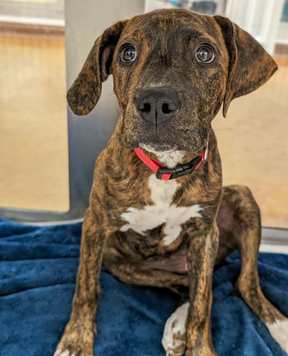 Tigris is a sweet puppy who came to us with a wound on one of her legs. Our vet services team stitched her up and Tigris was spayed today so she is ready to go to a new home! Tigris A900533 is about 3 months old and weighs 32 lbs. She'll likely be a big girl fully grown!