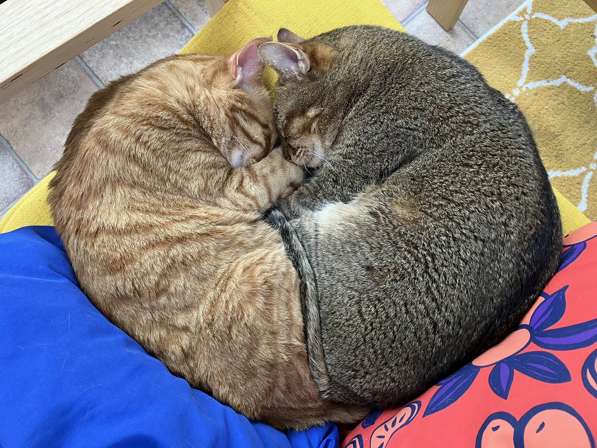 (1/2) I don’t normally share any photos of my fur babies on public platforms, but with the 🌍 being in such a depressing state currently, I thought I would make the exception with this 🥰 photo of the boys snuggling in the shape of a ♥️ :-) I thought it might bring a 😊 to some…
