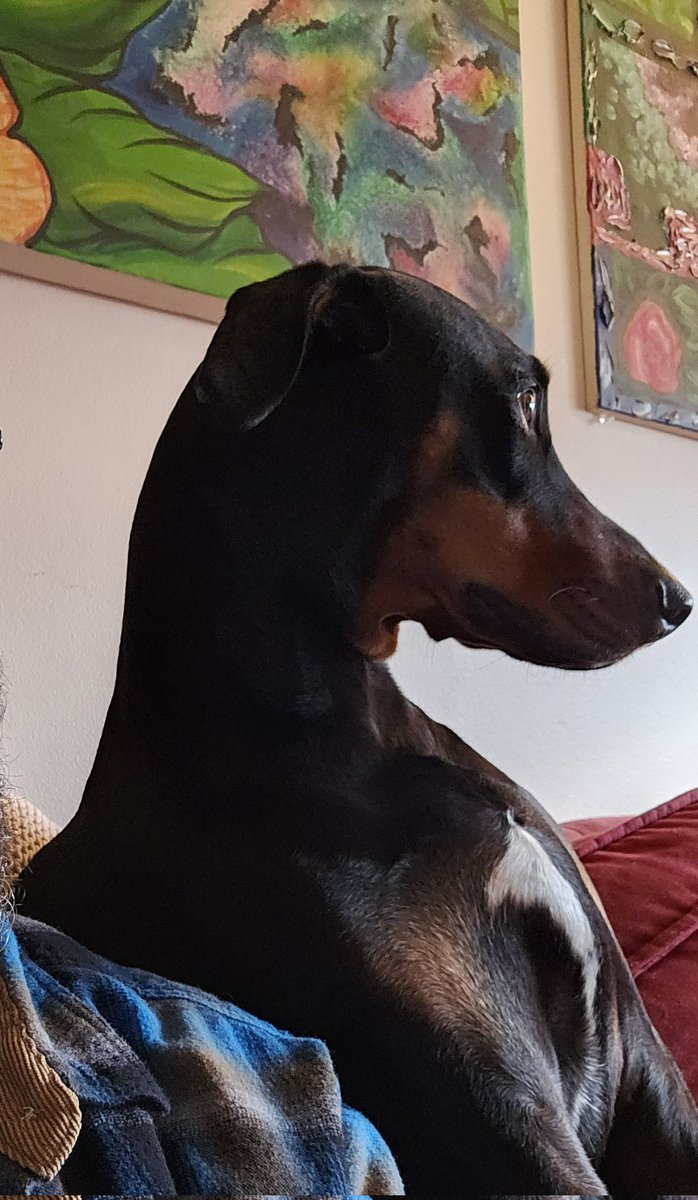 FinnHuckster's tweet photo. "If all dogs go to heaven, where do hellhounds come from?"
#ThoughtsOfDog https://t.co/WEo9x1wYZz