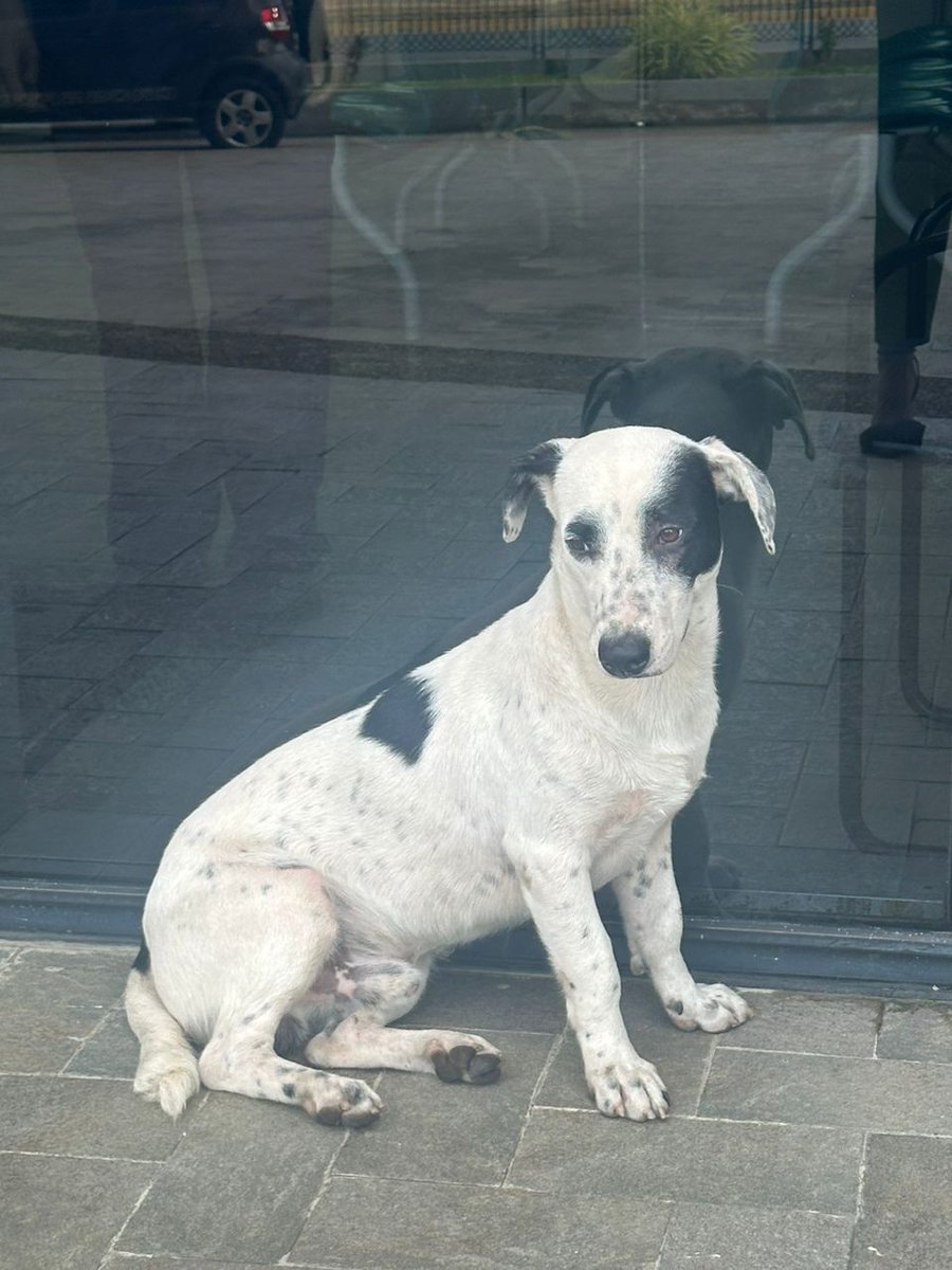 Marielaojeda12's tweet image. #perrito extraviado
Hotel Hesperia, Naguanagua
Favor compartir