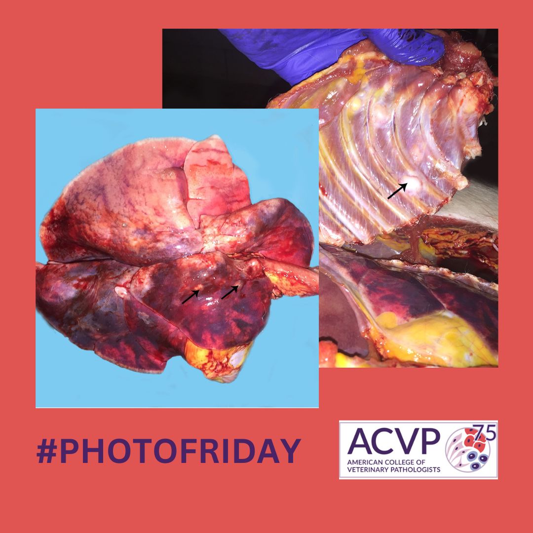 In honor of #NationalPublicHealthWeek #NPHW, today's #PhotoFriday Image Challenge is from a rhesus macaque.

❓Morphologic diagnosis
❓Possible differentials

Check out this cool report in the Nov 2018 issue of Veterinary Pathology!

👉bit.ly/4cOCSht