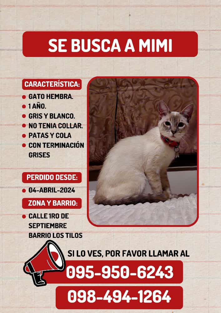 tomebamba's tweet photo. Se busca a Mimi, gatita de un año, de colores gris con blanco, no usaba collar al momento de extraviarse. Se perdió el jueves 4 de abril en la calle 1ro de septiembre, barrio Los Tilos, en Cuenca. Por favor compartir, sus dueños están desesperados. # de los dueños: 0959506243. https://t.co/sKyBRNZ0yg