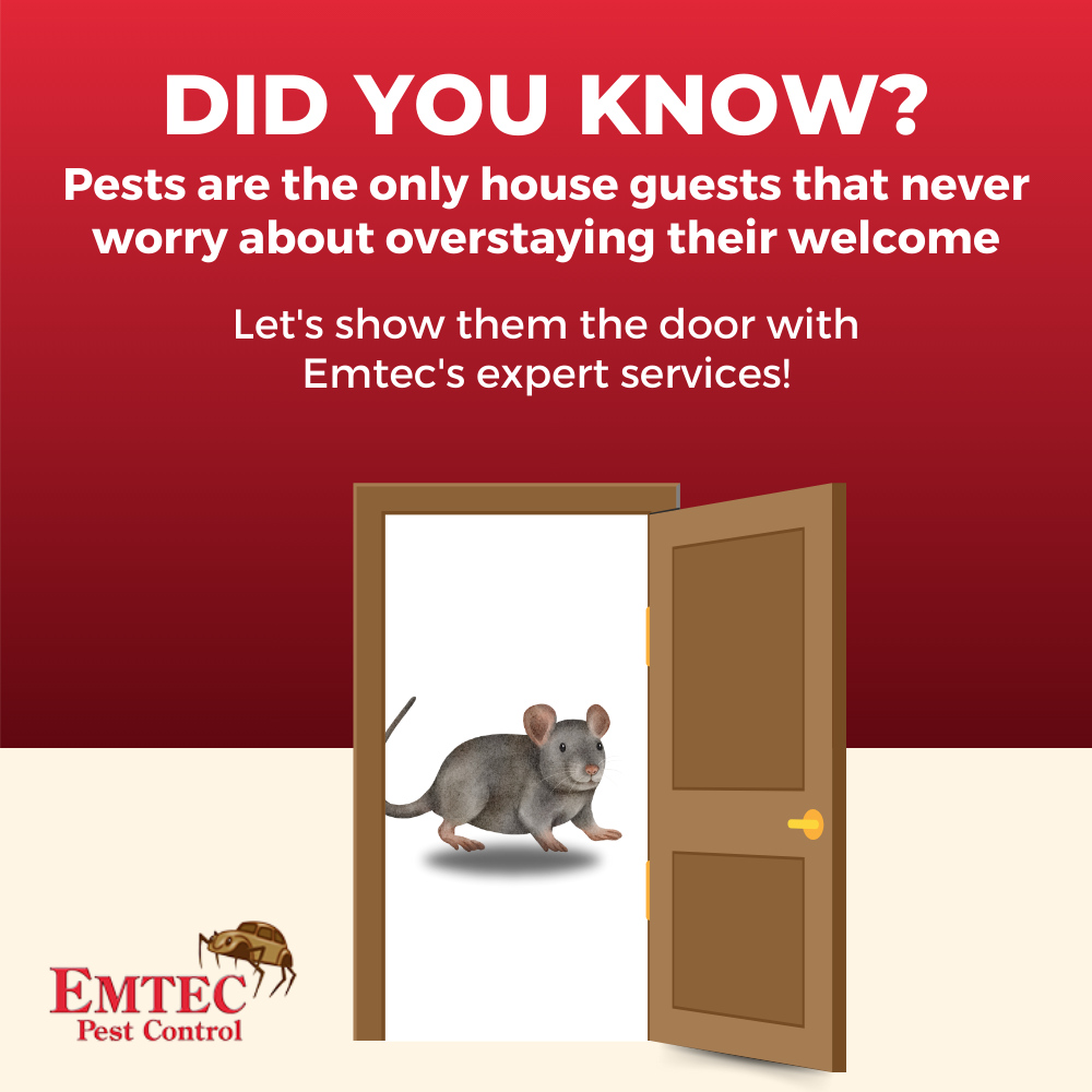 EmtecPest's tweet image. Did you know pests are the only house guests that never worry about overstaying their welcome? Let&apos;s show them the door with Emtec&apos;s expert services! 🚪🐜 #PestHumor #ByeByeBugs