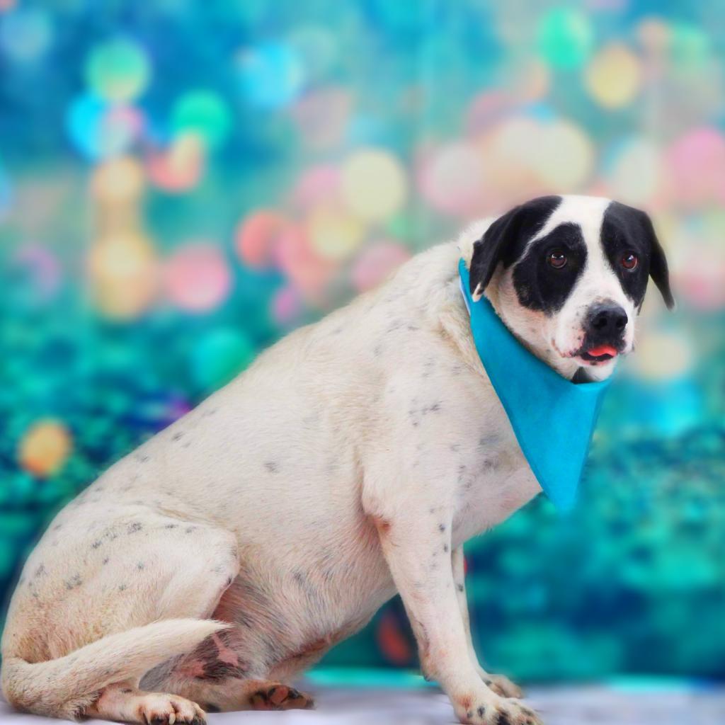 This is Beamer! He's got big, round, puppy-dog eyes and wants to beam them at you! Adopt him today. (Beamer is only available for local adoption in San Antonio, TX) shelterluv.com/matchme/adopt/…