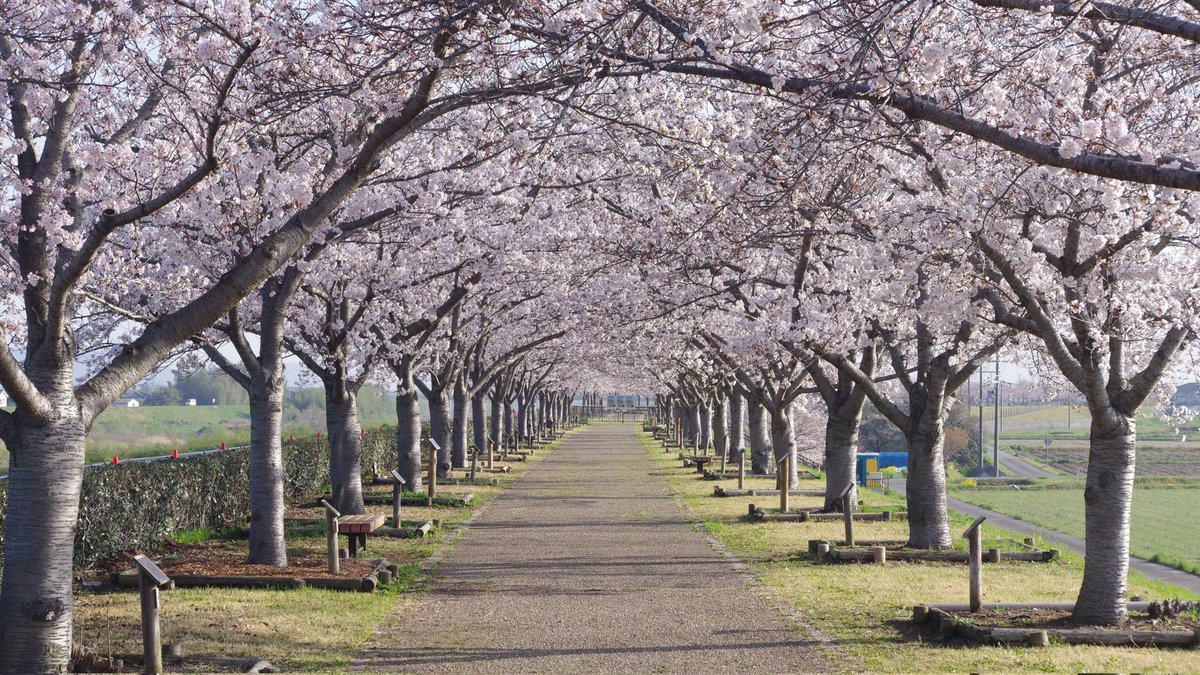 皆様おはようございます！
今日は桜散策に行って来ます！😀☀️🌸
#おはようございます #visselkobe #ヴィッセル神戸 #BEYOOOOONDS #ハロプロ #西田汐里 #撮り鉄 #鉄道 #阪神電車 #おはようトレイン #キリトリノセカイ #ファインダー越しの私の世界 #おはツイ #PENTAX #桜2024 #小野桜つづみ回廊
